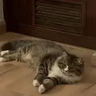 قطه للتزاوج العاجل