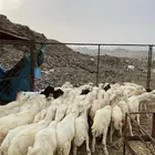 رخال رفيديات