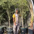 رمان جميع الأحجام مثمر   نجران
