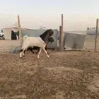 فحل ثني