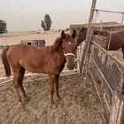 مهر شعبي العمر 10 شهور ولد مهاب جده الخمره