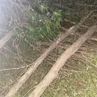 شجر بزرومي فحم