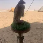 باشق طرح اليوم