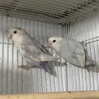 جوز روز ابرق اليف جدا ولا عنده عض