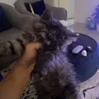 قطه انثى للبيع