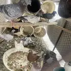 حمام للبيع 19 حمامةمن10