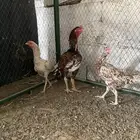 للبيع دجاج باكستاني