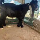 تيس عارضي صنف