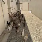 للبيع دجاج بلدي عدد 90