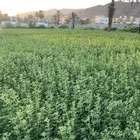 برسيم قضب على الشرط