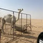 قعود للبيع