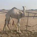 بكره