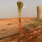 واشنطني زينه اطول الخشبة مترين