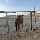 بكره