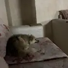 كلبة أنثى أمريكيه على السوم التواصل واتس