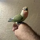 فروخ روز نهايه غر