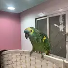 ببغاء امازوني بلو فرند