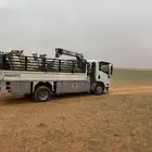 دينا للنقل الابل الى مزاد المدرج