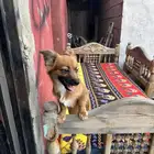 المعبوج