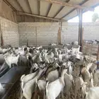 تيوس مرابي ومخاصي