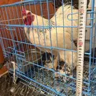 ديك براهما للبيع