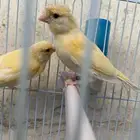 للبيع كناري مجهول الجنس