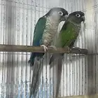 جوز كنيور بفروخه ( تم البيع )