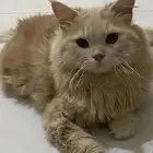 قط ذكر لتبني