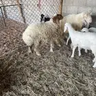 رخل نعيميه