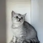 قطط سكوتش ستريت