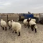 تم البيع