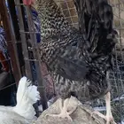 البيع دجاج طيب اصحه   عل اشرط وبياض