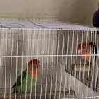 للبيع جوز روز منتج مع بيض