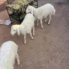 خرفنا طيبه ذبح