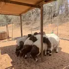 ذبايح وسطيه نعيمي بلدي