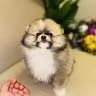 pomeranian for sale