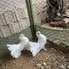 زوجين للبيع