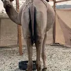 خلفه بكر