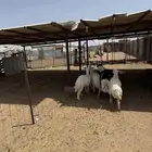 للبيع ذبايح حريات