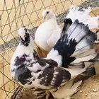 زوج حمام رقاص
