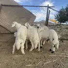 للبيع خرفان