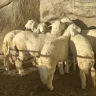 بهم يعيد للبيع ( تم البيع )