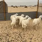 ذبايح حريات