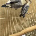 روز