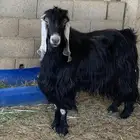 تيس فحل عاضي