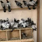 حمام باكستاني