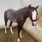 حصان واهو ركوب