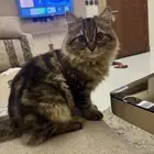 قط للتبني