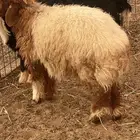الطايف السديره