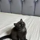قطط